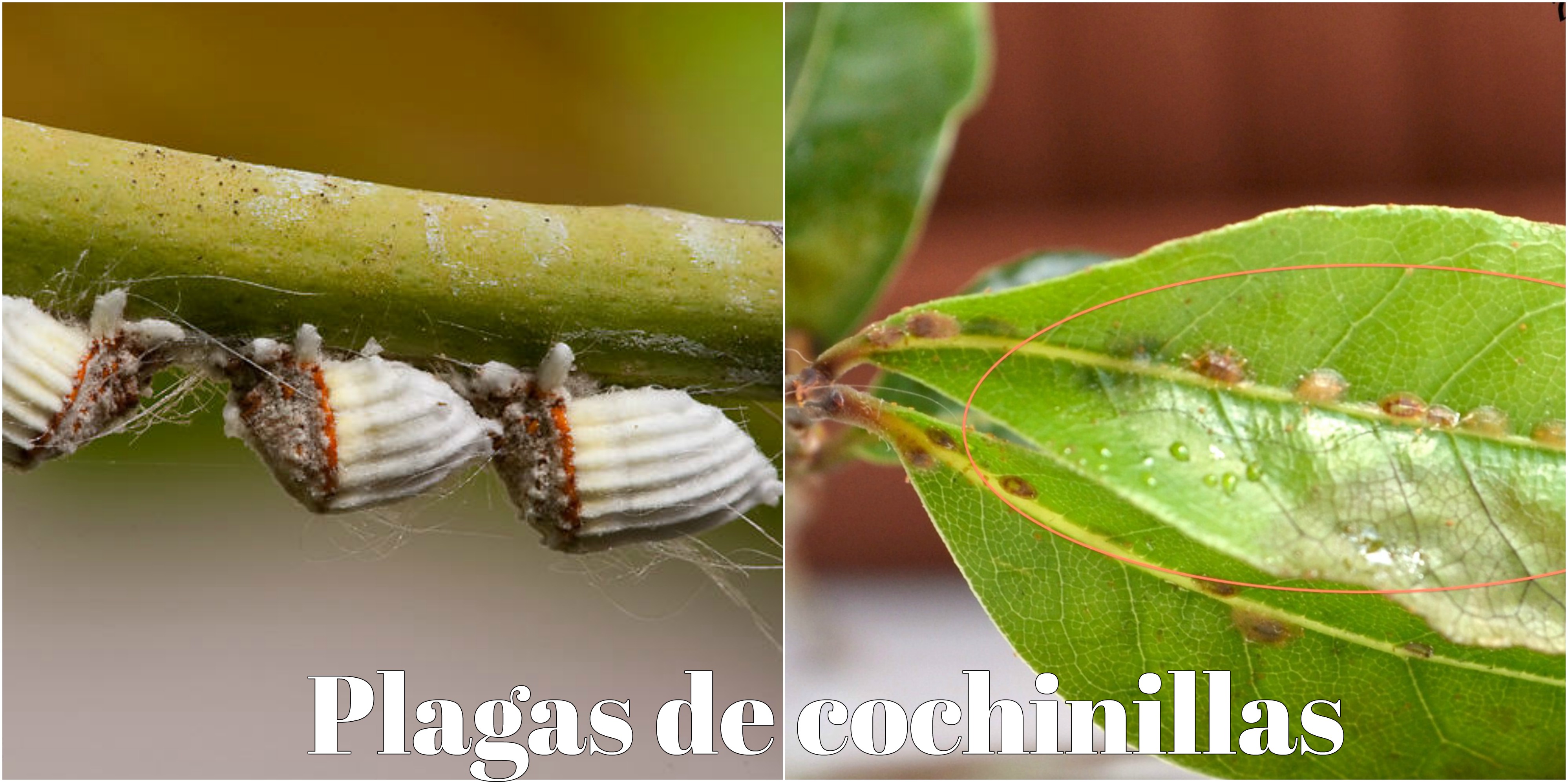 Conozca Las Plagas M S Comunes En Jardines Y Elim Nelas Con Ant